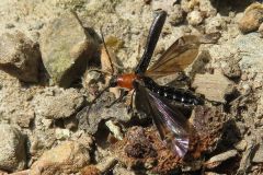 クビアカモモブトホソカミキリ
