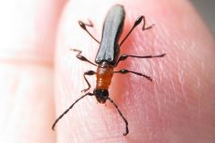 クビアカモモブトカミキリ