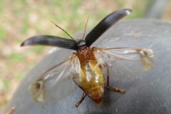 クチキムシ