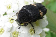 クロハナムグリ