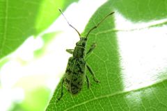 クロホシクチブトゾウムシ