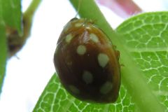 ムーアシロホシテントウ