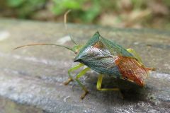 セアカツノカメムシ
