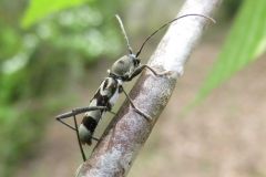 トゲヒゲトラカミキリ