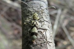 トゲヒゲトラカミキリ