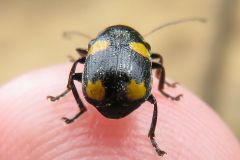 ヨツモンクロツツハムシ