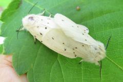 アカハラゴマダラヒトリ