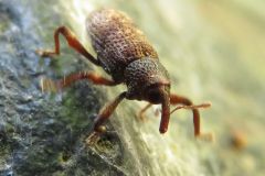チュウジョウアナアキゾウムシ