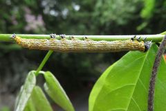 キシタバの幼虫