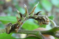 クロスジアオシャクの幼虫