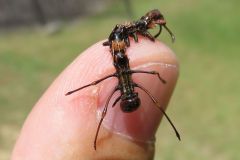 シャチホコガの幼虫