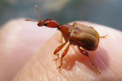 ウスアカオトシブミ