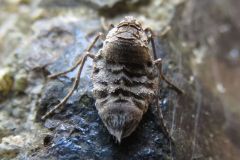 フユシャクの一種
