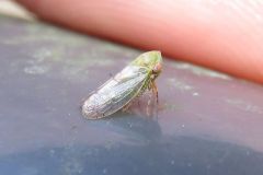 ハトムネヨコバイの一種