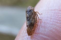 ハトムネヨコバイの一種
