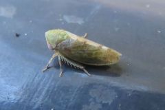 ハトムネヨコバイの一種