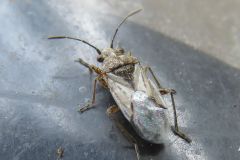 ヒメナガカメムシ