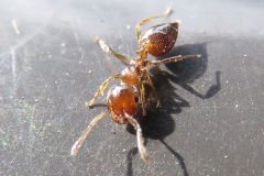 ハリブトシリアゲアリ