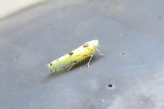 ホシヒメヨコバイ