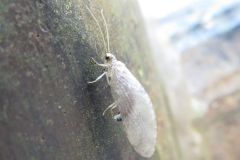 ヒメカゲロウの一種