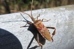 マツヘリカメムシ