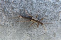 クロカワゲラの一種