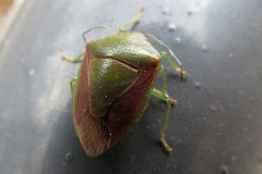 チャバネアオカメムシ
