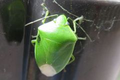 ツヤアオカメムシ