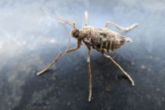 フユシャクの一種