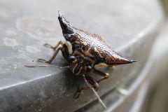 ウシカメムシ