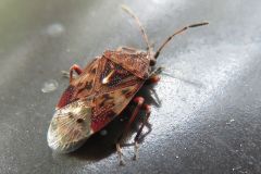 ムラサキナガカメムシ