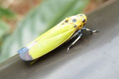 ツマグロオオヨコバイ