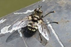 ヤドリバエの一種