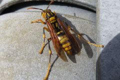 キアシナガバチ