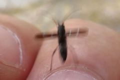 ヒメクロトラカミキリ