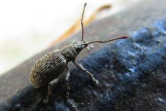カシワクチブトゾウムシ