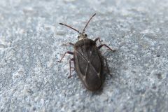 マツムラグンバイ