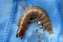 タイリククロスジヘビトンボの幼虫