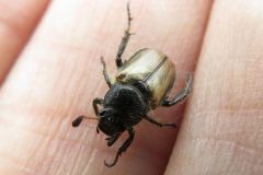 ウスチャコガネ