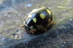 ウスキホシテントウ