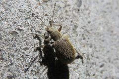 ニホンケブカサルハムシ