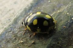 ウスキホシテントウ