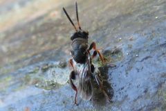 チビツヤアシブトコバチ