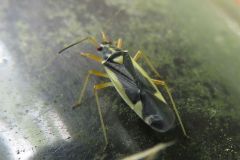 ケブカキベリカスミカメ