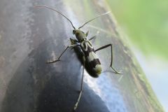 トゲヒゲトラカミキリ