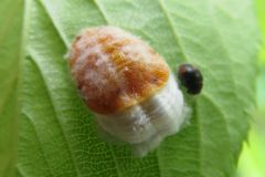 クワワタカイガラムシ