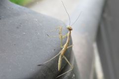 カマキリの幼虫