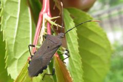 キバラヘリカメムシ