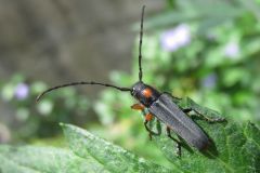 キクスイカミキリ