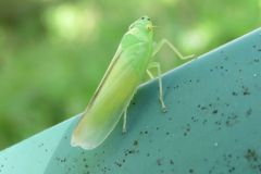 クワキヨコバイ
